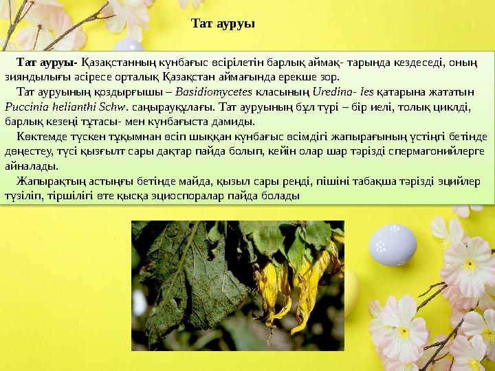 Тат ауруы Тат ауруы- Қазақстанның күнбағыс өсірілетін барлық аймақ- тарында кездеседі, оның зияндылығы əсіресе орталық Қазақст