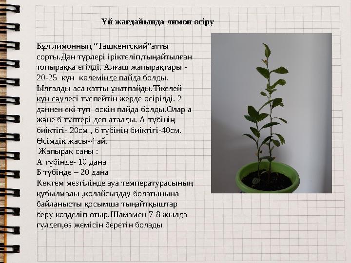 Үй жағдайында лимон өсіру Бұл лимонның “Ташкентский”атты сорты.Дән түрлері іріктеліп,тыңайтылған топыраққа егілді. Алғаш жапыр