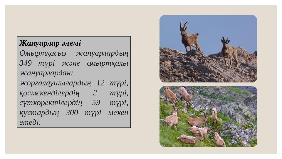 Жануарлар әлемі Омыртқасыз жануарлардың 349 түрі және омыртқалы жануарлардан: жорғалаушылардың 12 түрі, қосмекенділерд