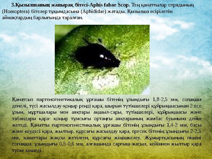 3.Қызылшаның жапырақ бітесі-Aphis fabae Scop. Тең қанаттылар отрядының (Homoptera) бітелер тұқымдасына (Aphididae) жатады. Қы