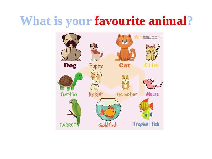What is your favourite animal ?