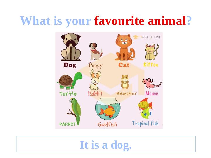 What is your favourite animal ? It is a dog.