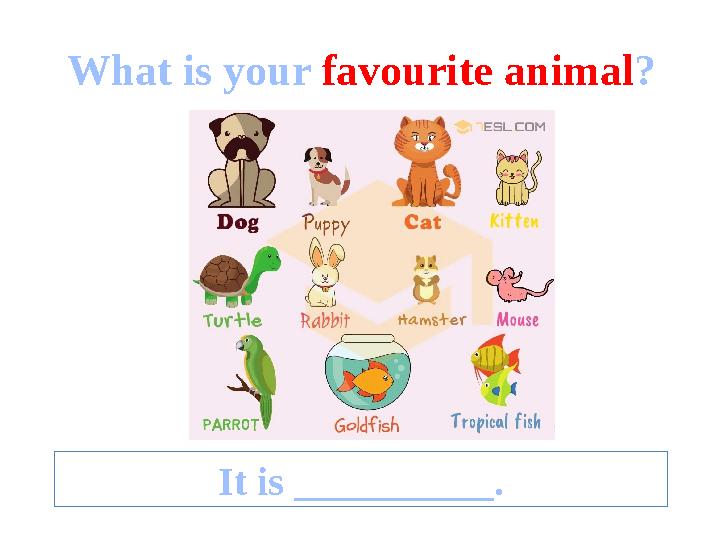 What is your favourite animal ? It is __________.