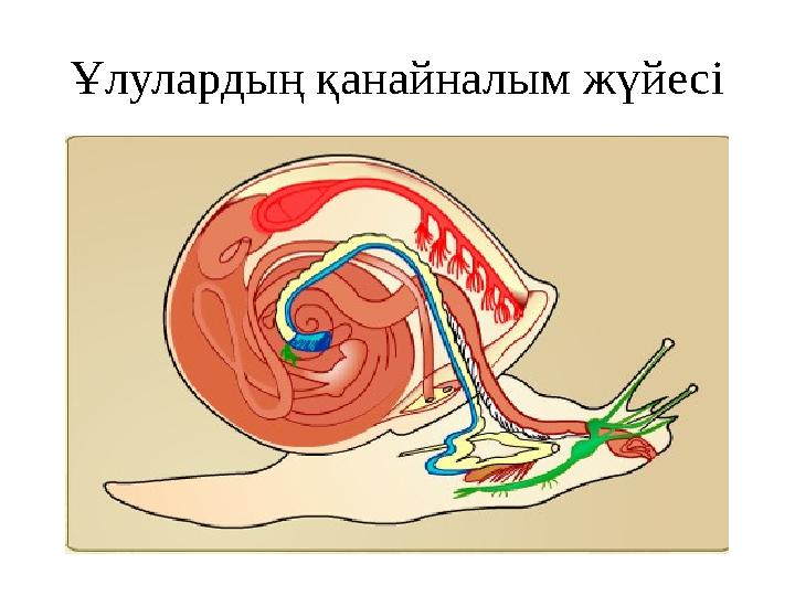 Секс чуркка жігітті трахает