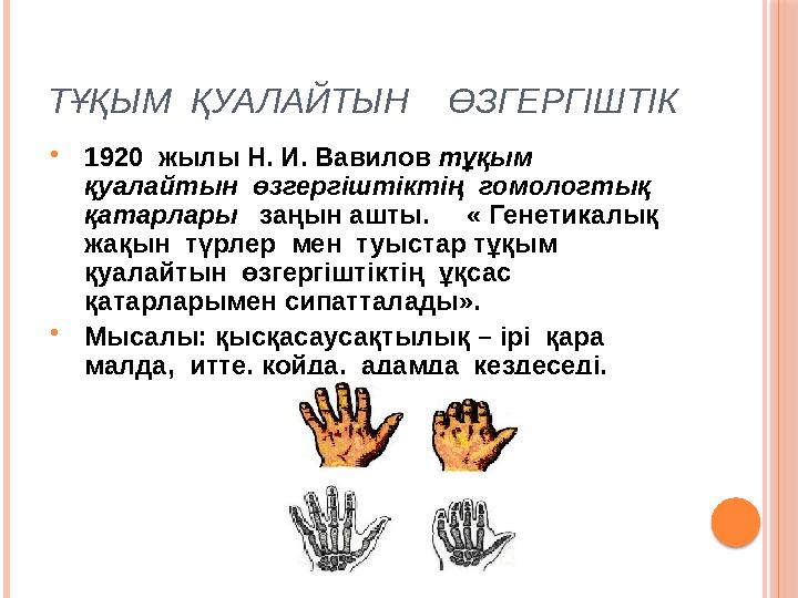 ТҰҚЫМ ҚУАЛАЙТЫН ӨЗГЕРГІШТІК  1920 жылы Н. И. Вавилов тұқым қуалайтын өзгергіштіктің гомологтық қатарлары заңын а