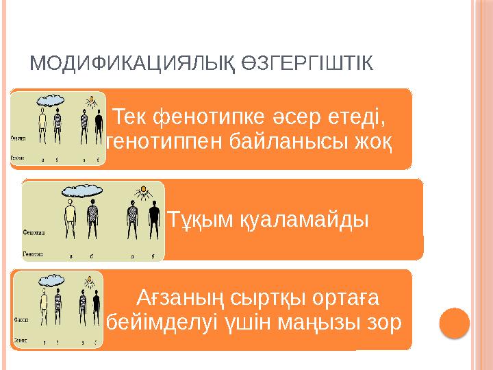 МОДИФИКАЦИЯЛЫҚ ӨЗГЕРГІШТІК Тек фенотипке әсер етеді, генотиппен байланысы жоқ Тұқым қуаламайды Ағзаның сырт