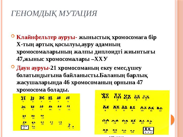ГЕНОМДЫҚ МУТАЦИЯ  Клайнфельтер ауруы- жыныстық хромосомаға бір Х-тың артық қосылуы,ауру адамның хромосомаларының жалпы дипло