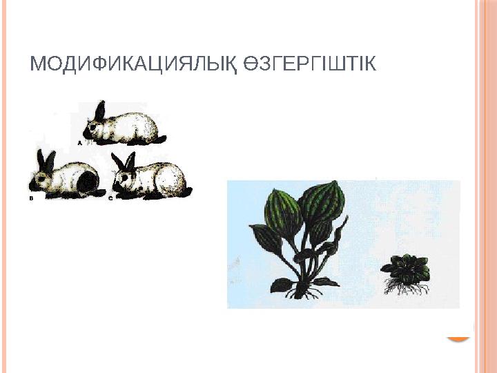 МОДИФИКАЦИЯЛЫҚ ӨЗГЕРГІШТІК