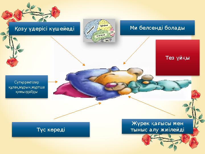 Қозу үдерісі күшейеді Түс көреді Ми белсенді болады Жүрек қағысы мен тыныс алу жиілейдіСүтқоректілер құлақ,мұрын,мұртша қимыл