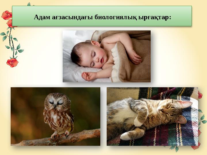 Адам ағзасындағы биологиялық ырғақтар:
