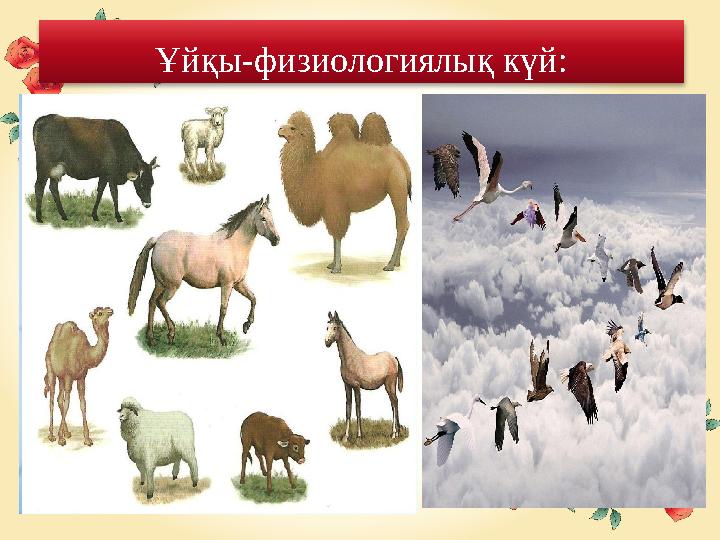 Ұйқы-физиологиялық күй: