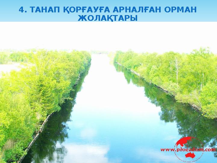 4. ТАНАП ҚОРҒАУҒА АРНАЛҒАН ОРМАН ЖОЛАҚТАРЫ