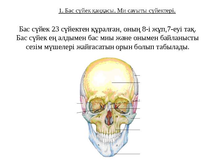 Ол едендерді жуды, ал ол оны трассады.