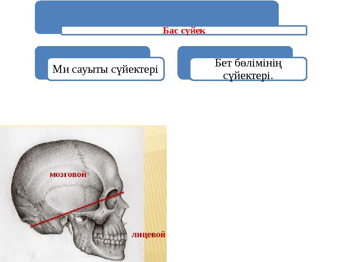 Бас сүйек Ми сауыты сүйектері Бет бөлімінің сүйектері.
