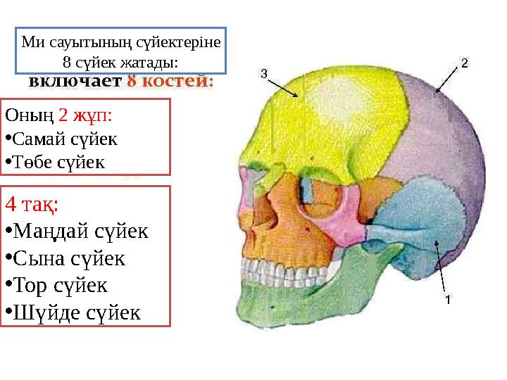 Ми сауытының сүйектеріне 8 сүйек жатады: Оның 2 жұп: • Самай сүйек • Төбе сүйек 4 тақ: • Маңдай сүйек • Сына сүйек • Тор сүйек