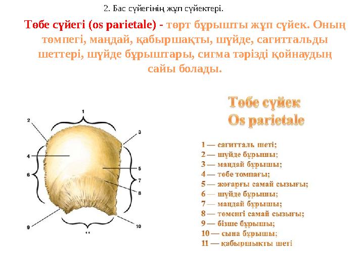Төбе сүйегі (os parietale) - төрт бұрышты жұп сүйек . Оның төмпегі , маңдай , қабыршақты , шүйде , сагиттал