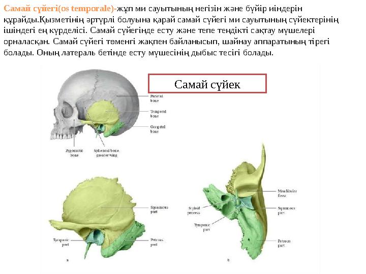 Самай сүйегі (os temporale)- жұп ми сауытының негізін және бүйір иіндерін құрайды . Қызметінің әртүрлі болуы