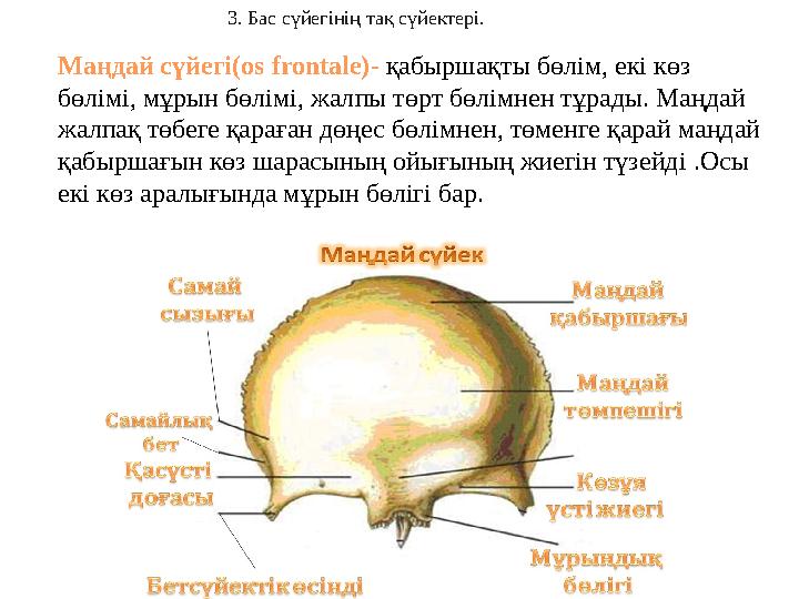 Төлемсіз сексуалдық порно