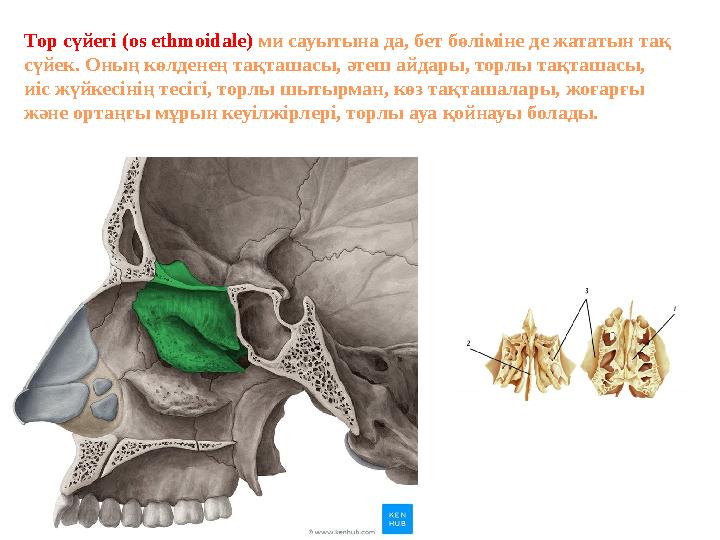 Тор сүйегі (os ethmoidale) ми сауытына да , бет бөліміне де жататын тақ сүйек . Оның көлденең тақташасы