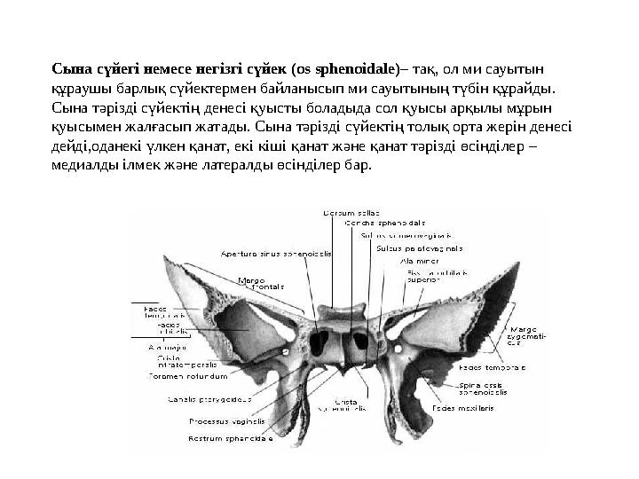 Сына сүйегі немесе негізгі сүйек (os sphenoidale)– тақ , ол ми сауытын құраушы барлық сүйектермен байланысып ми сауытының