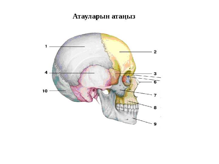 Атауларын атаңыз
