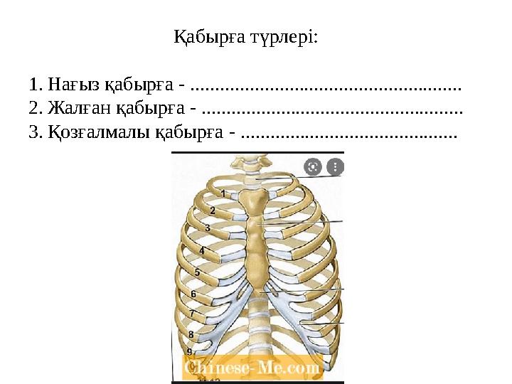 Қабырға түрлері: 1. Нағыз қабырға - ....................................................... 2. Жалған қабырға - ................