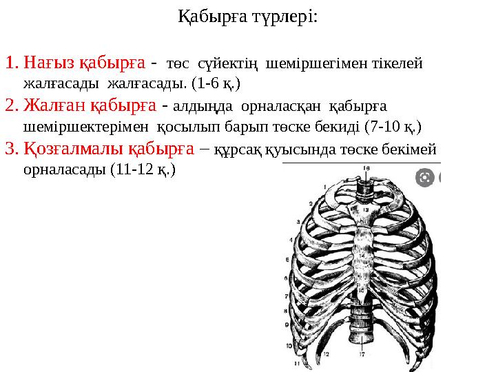 Қабырға түрлері: 1. Нағыз қабырға - төс сүйектің шеміршегімен тікелей жалғасады жалғасады. (1-6 қ.) 2. Жалған қабырға -