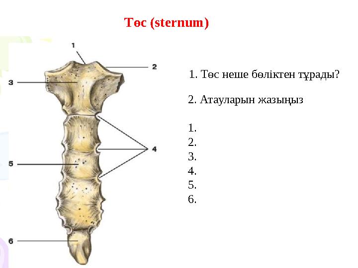 Төс ( sternum) 1. Төс неше бөліктен тұрады? 2. Атауларын жазыңыз 1. 2. 3. 4. 5. 6.