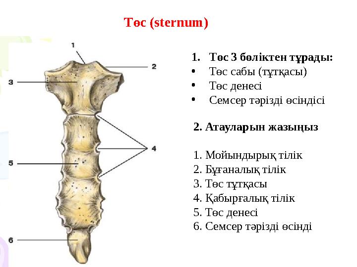 Төс ( sternum) 1. Төс 3 бөліктен тұрады: • Төс сабы (тұтқасы) • Төс денесі • Семсер тәрізді өсіндісі 2. Атауларын жазыңыз 1.