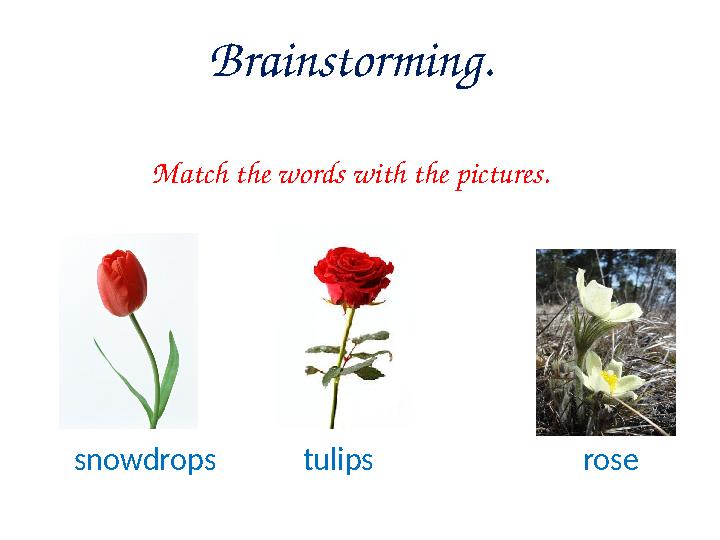 Brainstorming. Match the words with the pictures. snowdrops tulips rose