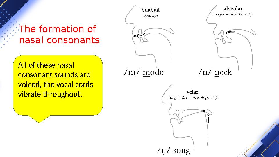 The formation of nasal consonants All of these nasal consonant sounds are voiced, the vocal cords vibrate throughout.