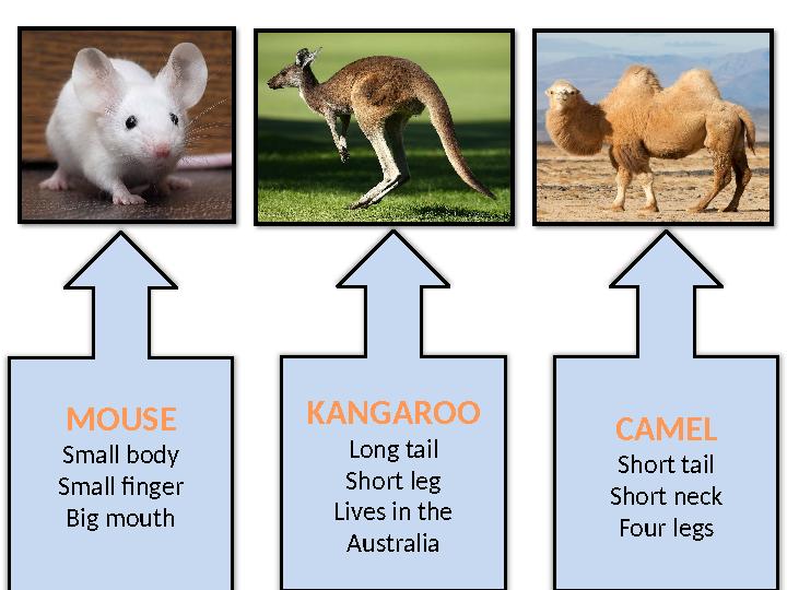 MOUSE Small body Small finger Big mouth KANGAROO Long tail Short leg Lives in the Australia CAMEL Short tail Short neck Four le