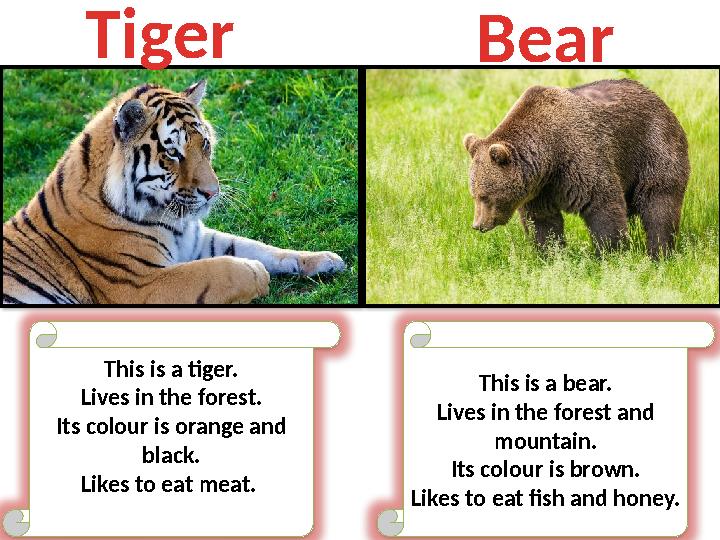 This is a tiger. Lives in the forest. Its colour is orange and black. Likes to eat meat. This is a bear. Lives in the forest a