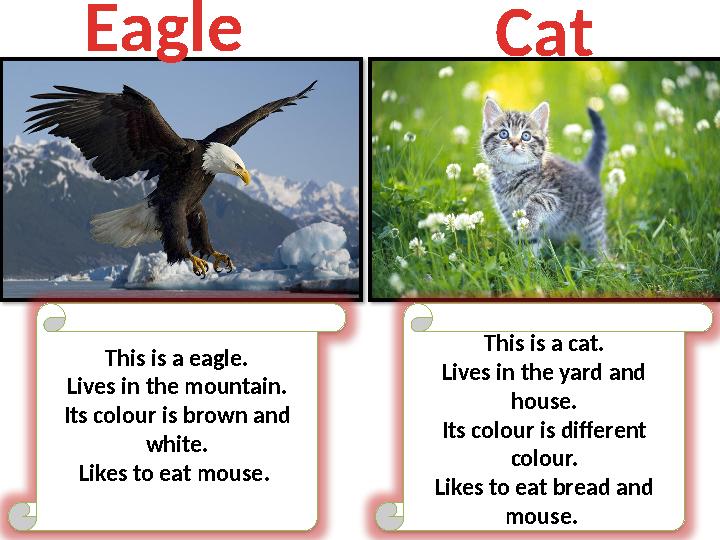 This is a eagle. Lives in the mountain. Its colour is brown and white. Likes to eat mouse. This is a cat. Lives in the yard an