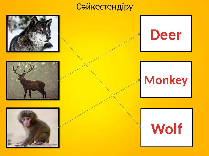 Сәйкестендіру Deer Monkey Wolf