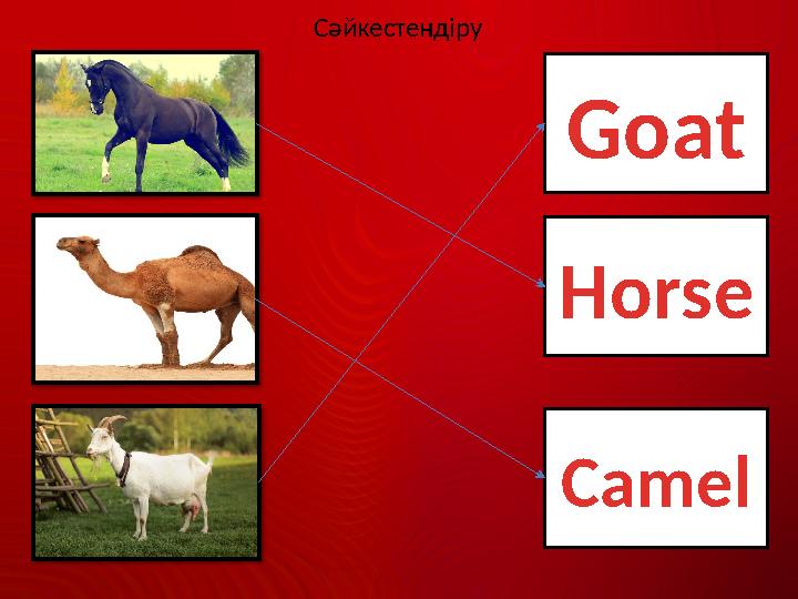 Сәйкестендіру Goat Horse Camel