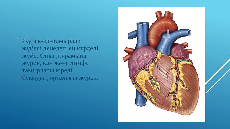  Жүрек-қантамырлар жүйесі денедегі ең күрделі жүйе. Оның құрамына жүрек, қан және лимфа тамырлары кіреді. Олардың орталығы