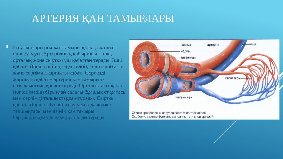 АРТЕРИЯ ҚАН ТАМЫРЛАРЫ  Ең үлкен артерия қан тамыры қолқа, екіншісі – өкпе сабауы. Артерияның қабырғасы : ішкі, орталық және сы