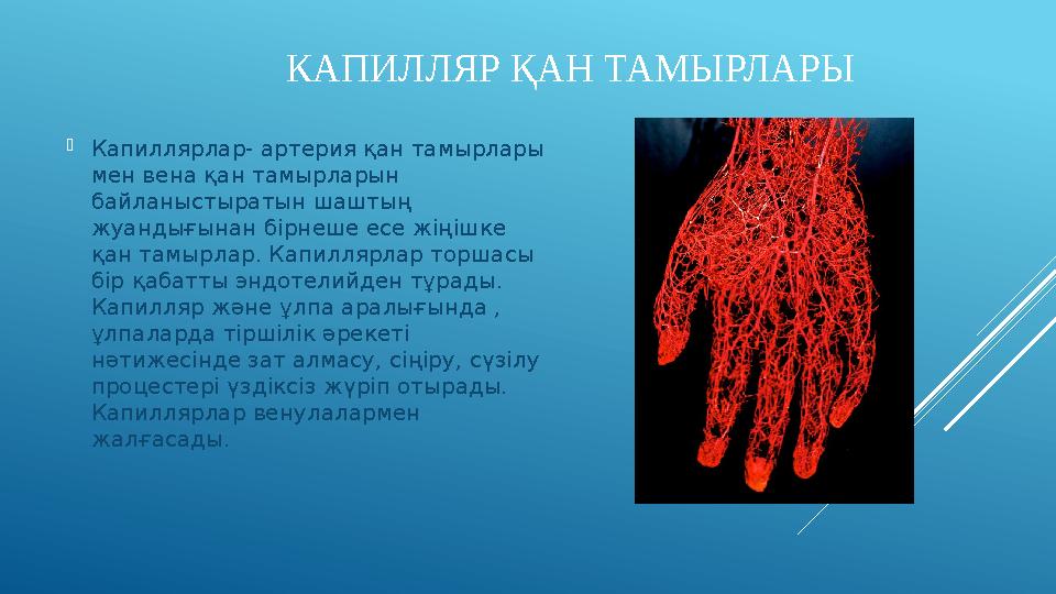  Капиллярлар- артерия қан тамырлары мен вена қан тамырларын байланыстыратын шаштың жуандығынан бірнеше есе жіңішке қан тамы