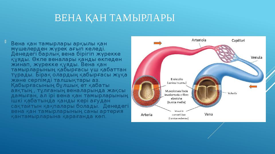 ВЕНА ҚАН ТАМЫРЛАРЫ  Вена қан тамырлары арқылы қан мүшелерден жүрек ағып келеді. Денедегі барлық вена бірігіп жүрекке құяды.