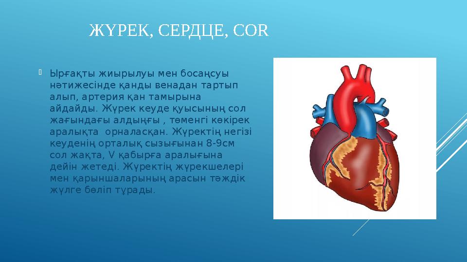 ЖҮРЕК, СЕРДЦЕ, COR  Ырғақты жиырылуы мен босаңсуы нәтижесінде қанды венадан тартып алып, артерия қан тамырына айдайды. Жүре