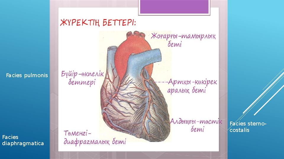 Facies sterno- costalis Facies diaphragmatica Facies pulmonis