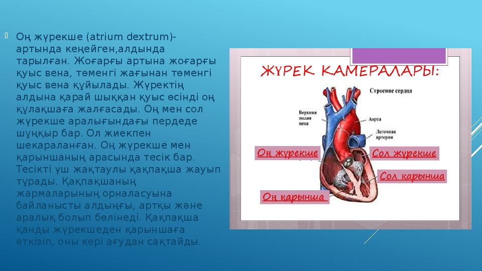  Оң жүрекше ( atrium dextrum ) - артында кеңейген,алдында тарылған. Жоғарғы артына жоғарғы қуыс вена, төменгі жағынан төме