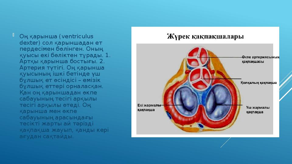 Оң қарынша ( ventriculus dexter ) сол қарыншадан ет пердесімен бөлінген. Оның қуысы екі бөліктен тұрады. 1. Артқы қарынш
