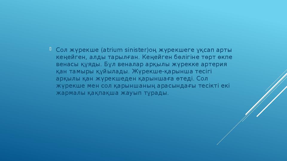  Сол жүрекше ( atrium sinister )оң жүрекшеге ұқсап арты кеңейген, алды тарылған. Кеңейген бөлігіне төрт өкпе венасы құяды. Бұ