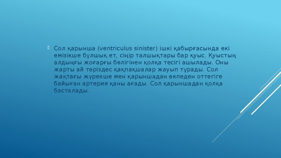  Сол қарынша ( ventriculus sinister ) ішкі қабырғасында екі емізікше бұлшық ет, сіңір талшықтары бар қуыс. Қуыстың алдыңғы