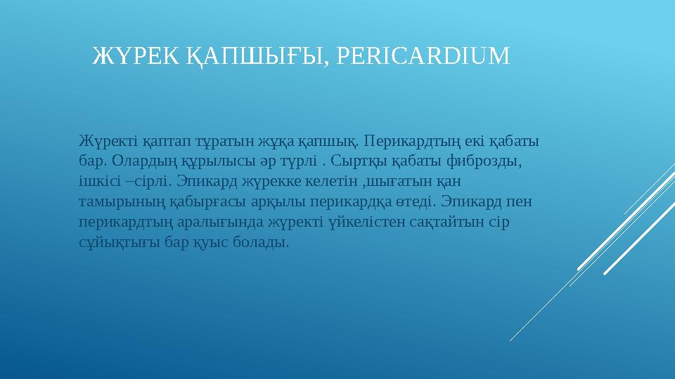ЖҮРЕК ҚАПШЫҒЫ, PERICARDIUM Ж үректі қаптап тұратын жұқа қапшық. Перикардтың екі қабаты бар. Олардың құрылысы әр түрлі . Сыртқы