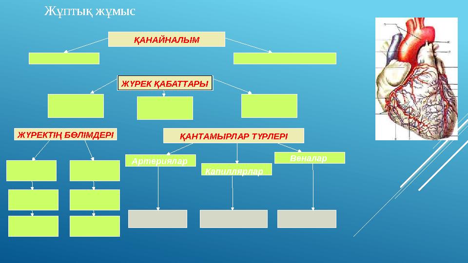 ҚАНАЙНАЛЫМ ЖҮРЕК ҚАБАТТАРЫ ҚАНТАМЫРЛАР ТҮРЛЕРІ Артериялар ЖҮРЕКТІҢ БӨЛІМДЕРІ Веналар Капиллярлар Жұптық жұмыс