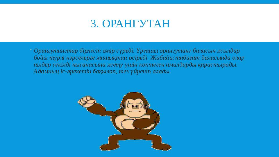 3. ОРАНГУТАН  Орангутангтар бірлесіп өмір сүреді. Ұрғашы орангутанг баласын жылдар бойы түрлі нәрселерг