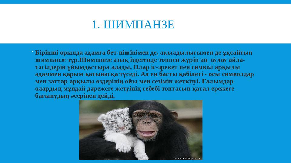 1. ШИМПАНЗЕ  Бірінші орында адамға бет-пішінімен де, ақылдылығымен де ұқсайтын шимпанзе тұр.Шимпанзе азық